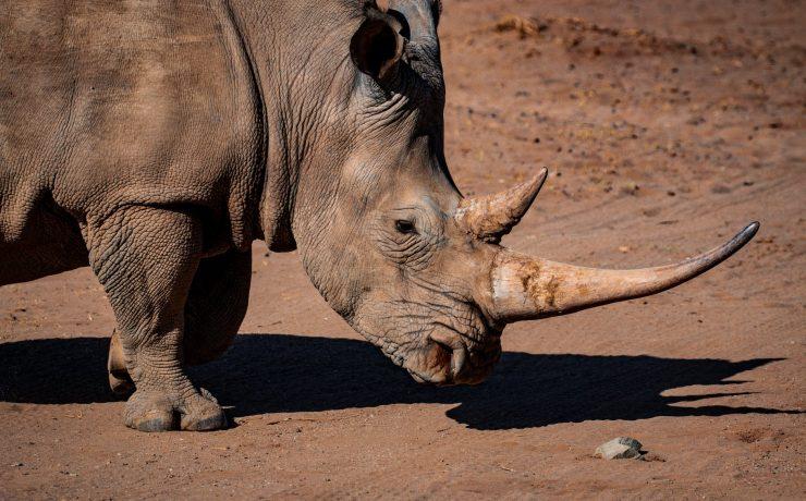 photo of rhinoceros