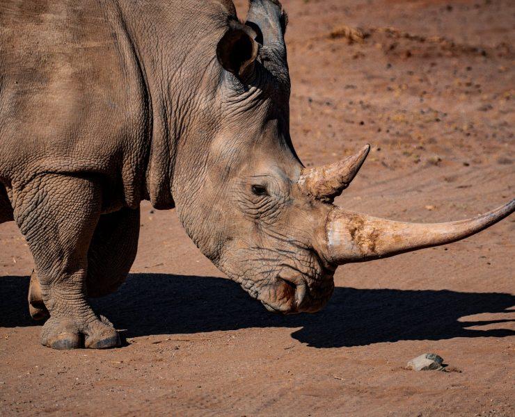 photo of rhinoceros