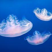 three jellyfishes