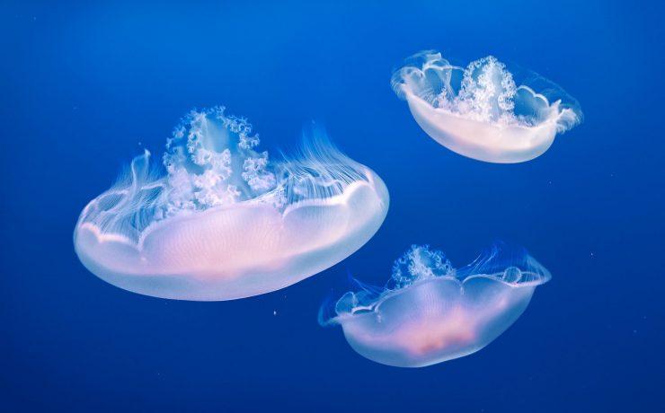 three jellyfishes