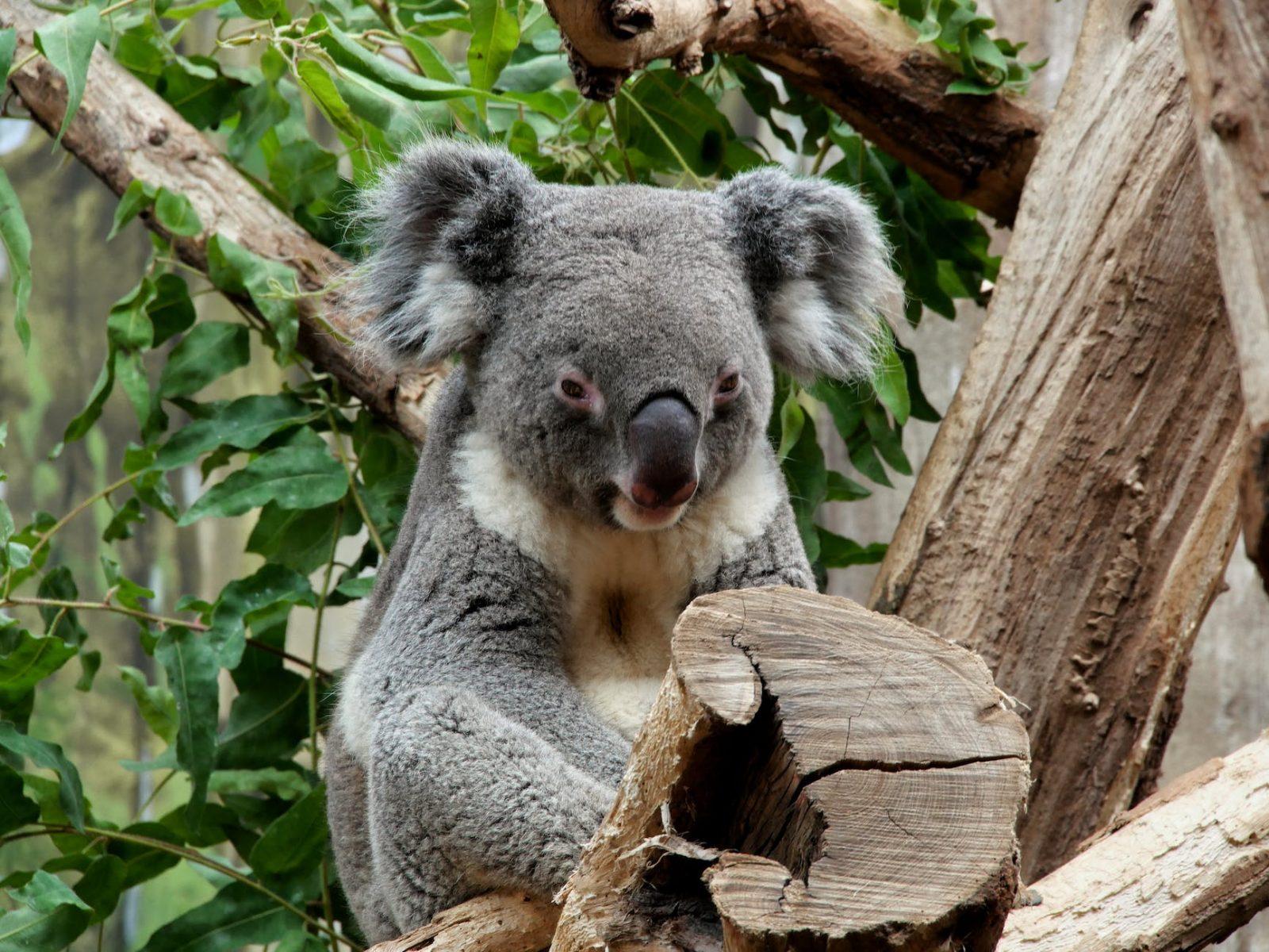 gray koala bear resting on a tree