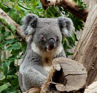 gray koala bear resting on a tree