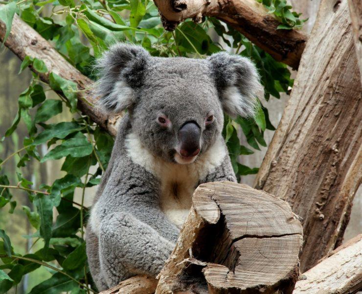 gray koala bear resting on a tree