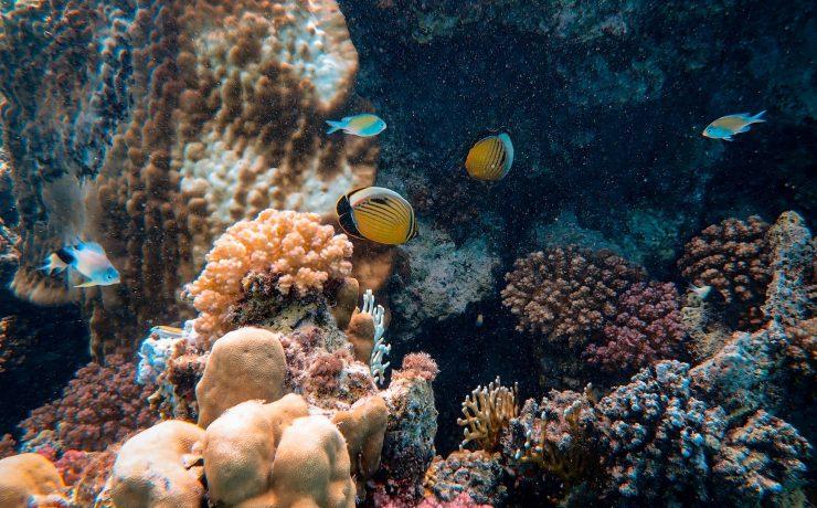 photo of yellow fishes near corals