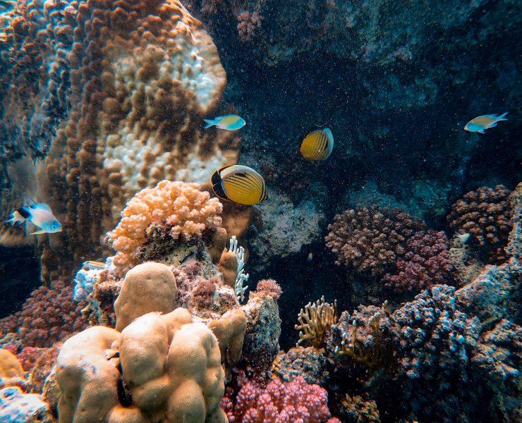 photo of yellow fishes near corals