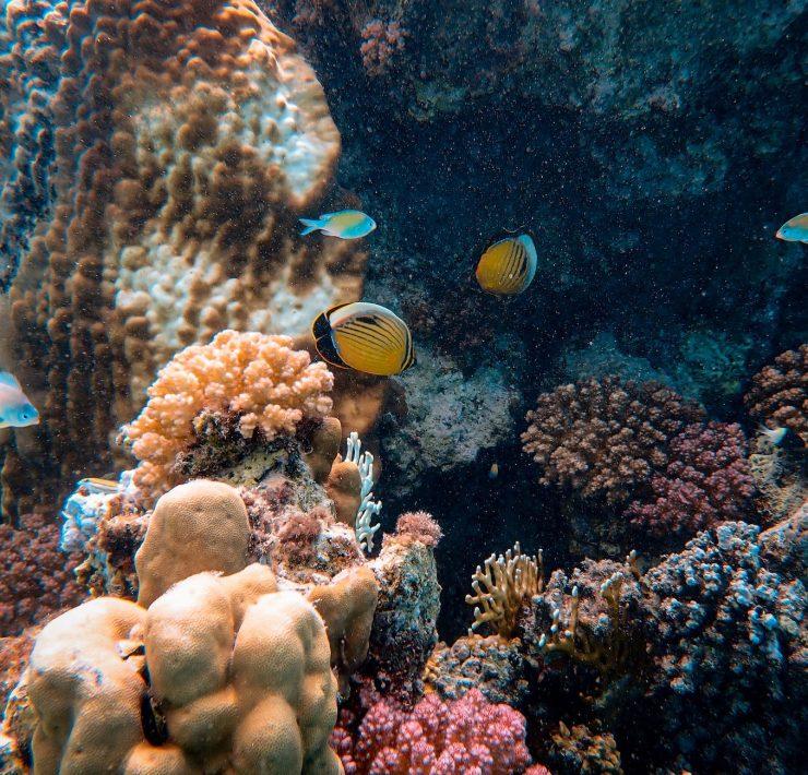 photo of yellow fishes near corals
