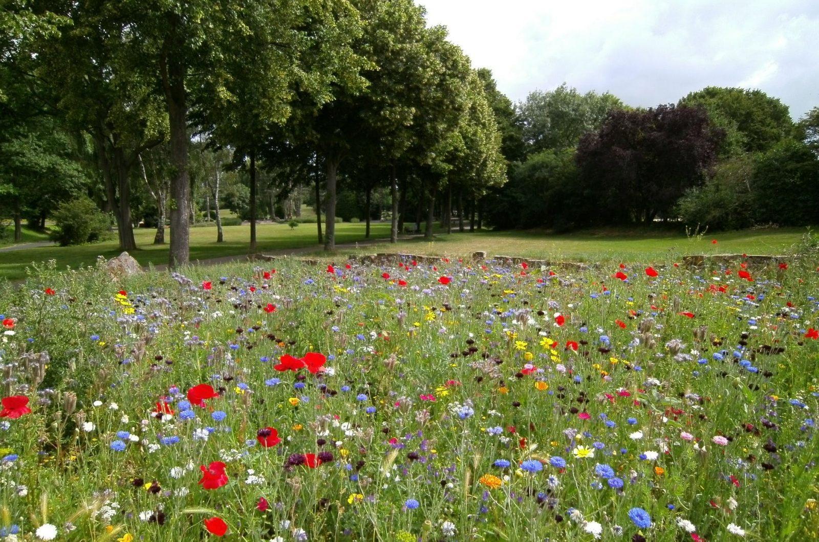 landscape photography of flower garden