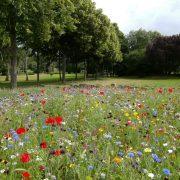 landscape photography of flower garden