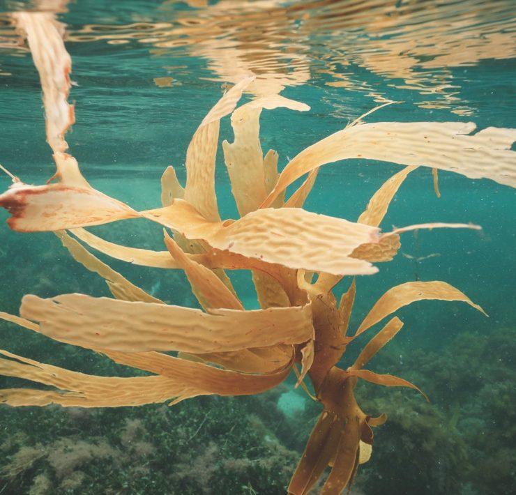 seaweed growing on bottom of sea
