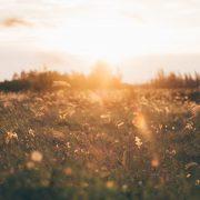 bed of white petaled flower