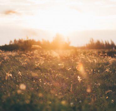bed of white petaled flower