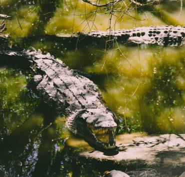 wildlife photography of two crocodiles