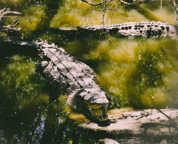 wildlife photography of two crocodiles
