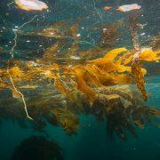 yellow seaweed in the sea