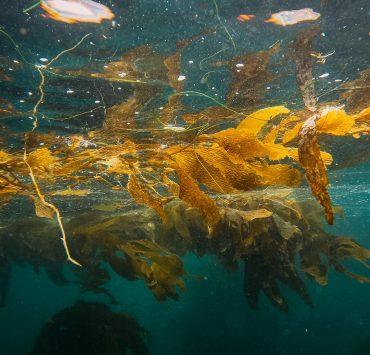 yellow seaweed in the sea