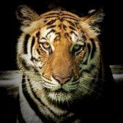 wildlife photography of tiger