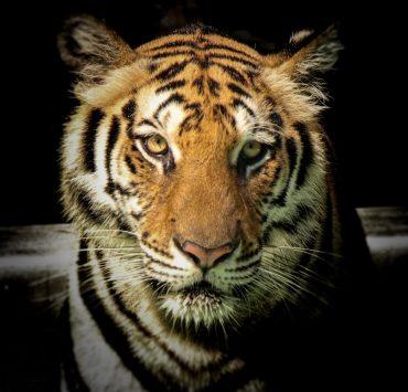 wildlife photography of tiger