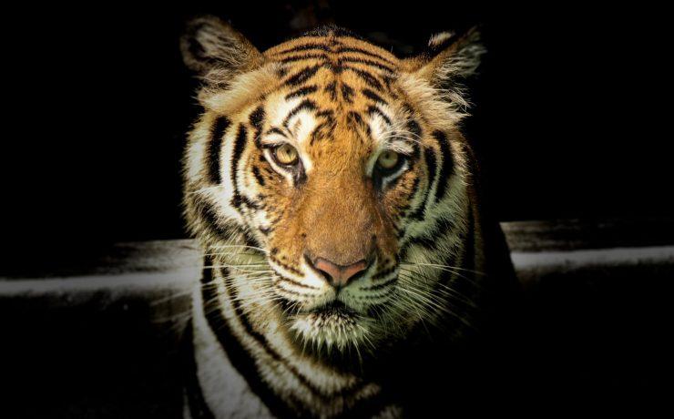 wildlife photography of tiger