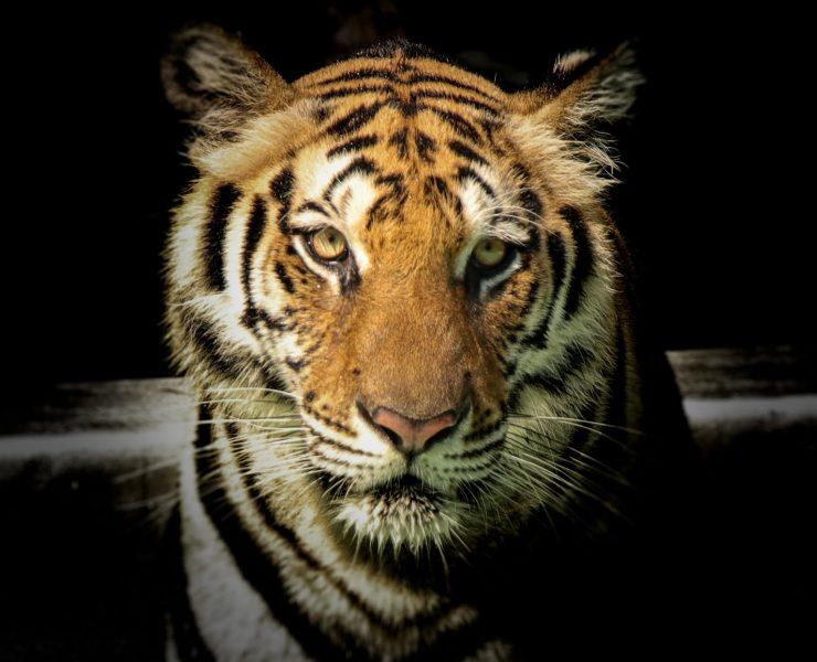 wildlife photography of tiger