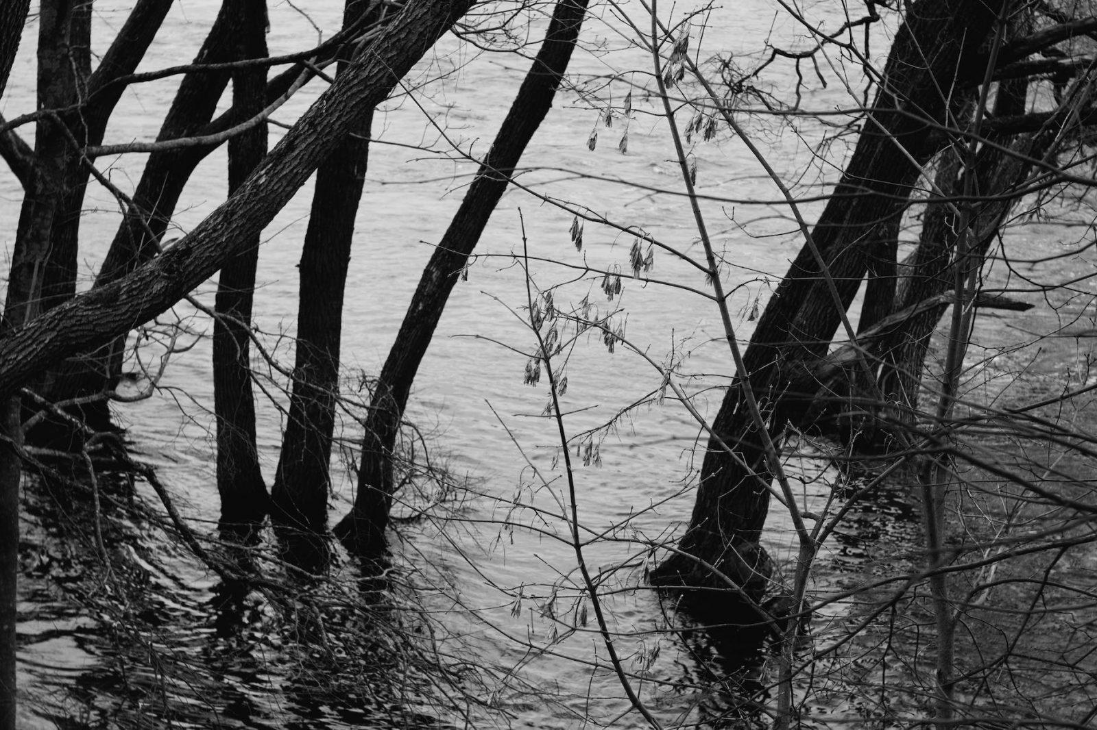 monochrome shot of trees on a body of water