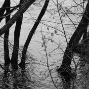 monochrome shot of trees on a body of water