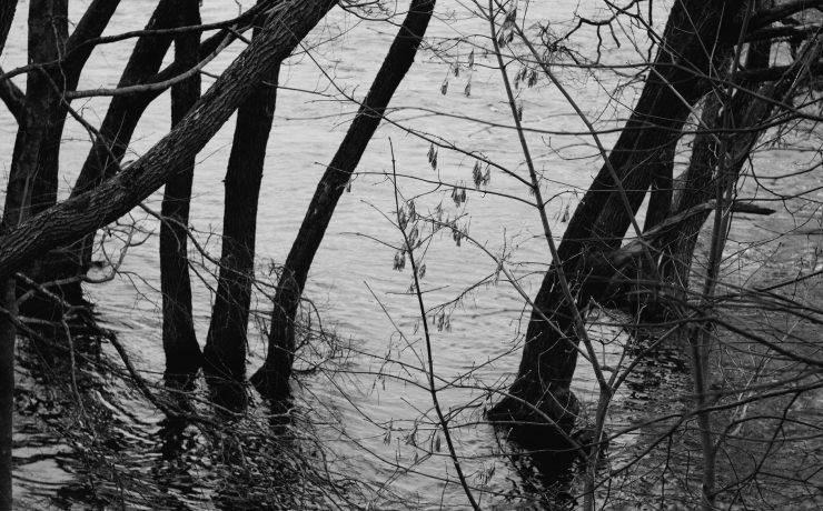 monochrome shot of trees on a body of water