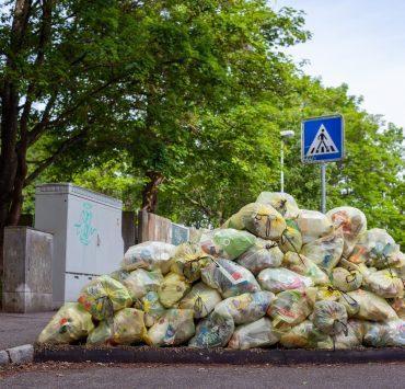 green trees near gray wall