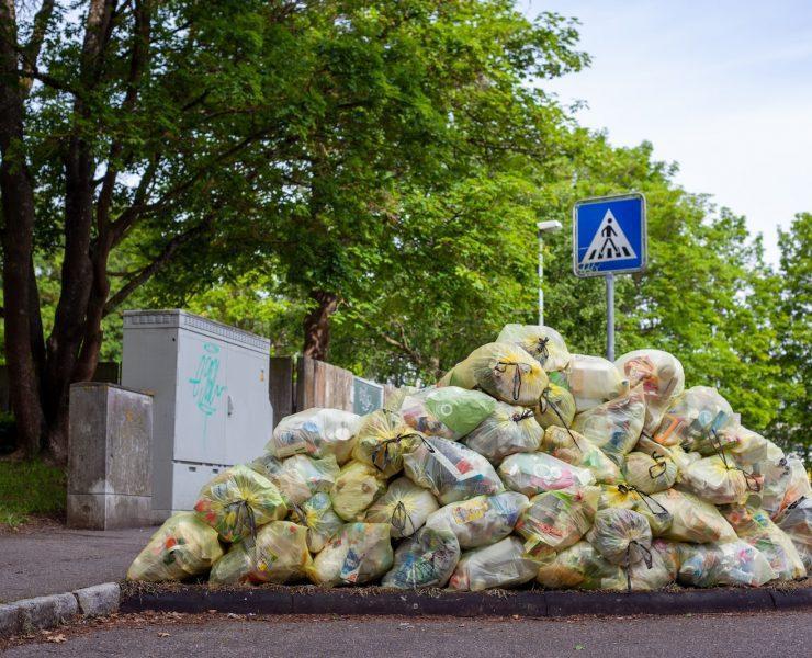 green trees near gray wall