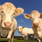 agriculture cows curious pasture
