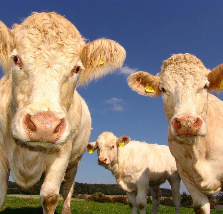 agriculture cows curious pasture