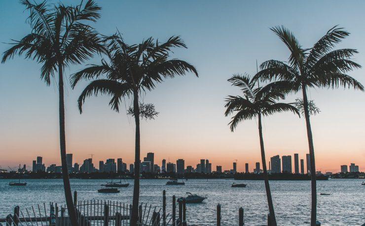 silhouette of palm trees near body of water during sunset