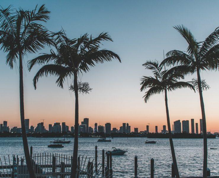 silhouette of palm trees near body of water during sunset