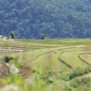 beautiful green paddy field