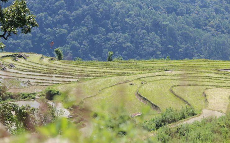 beautiful green paddy field