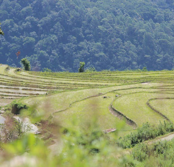 beautiful green paddy field
