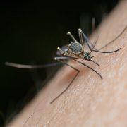 macro shot of a mosquito on human skin