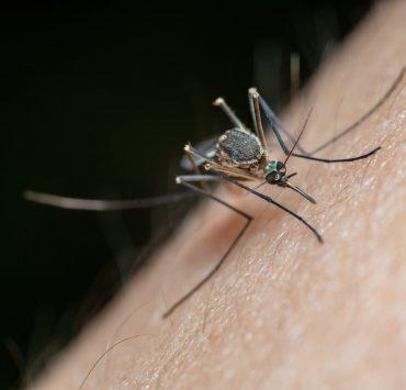 macro shot of a mosquito on human skin