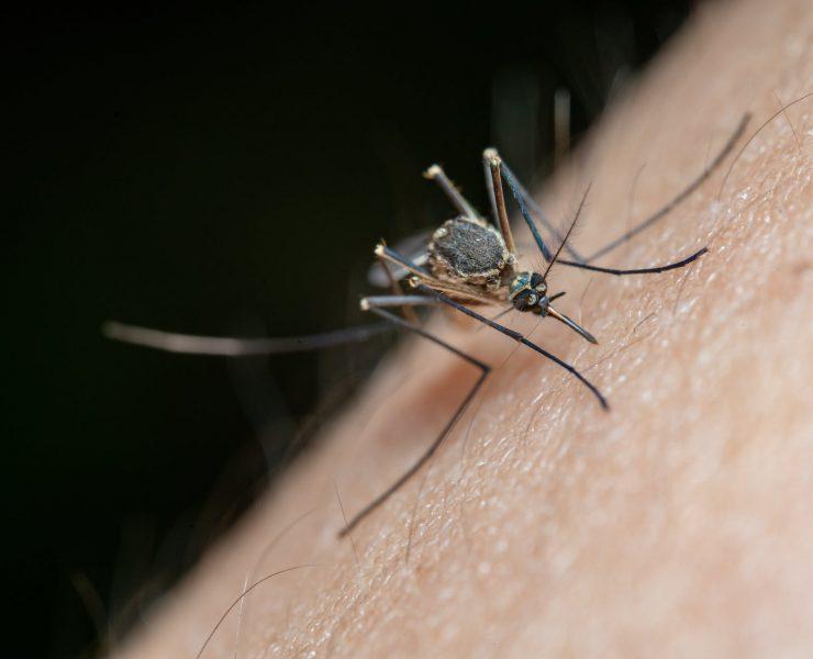 macro shot of a mosquito on human skin