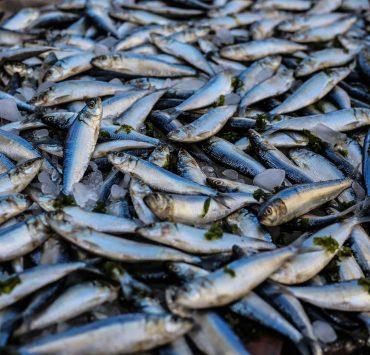 photo of pile of fish