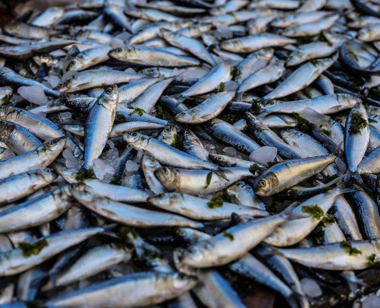 photo of pile of fish