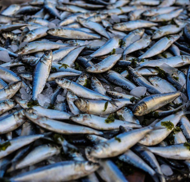 photo of pile of fish