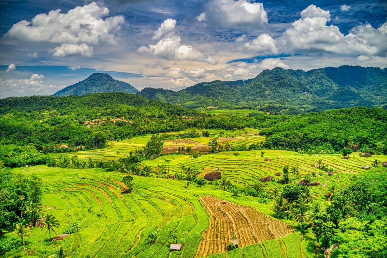 grass field and mountains