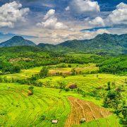 grass field and mountains