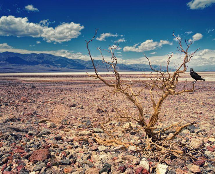 black bird perched on bare tree
