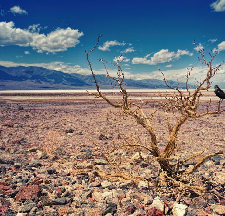 black bird perched on bare tree