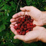 hands holding berries