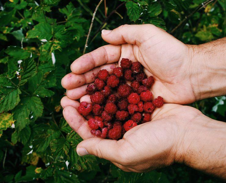 hands holding berries