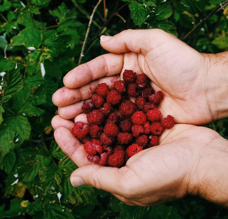 hands holding berries
