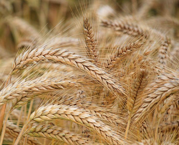 close up of wheat