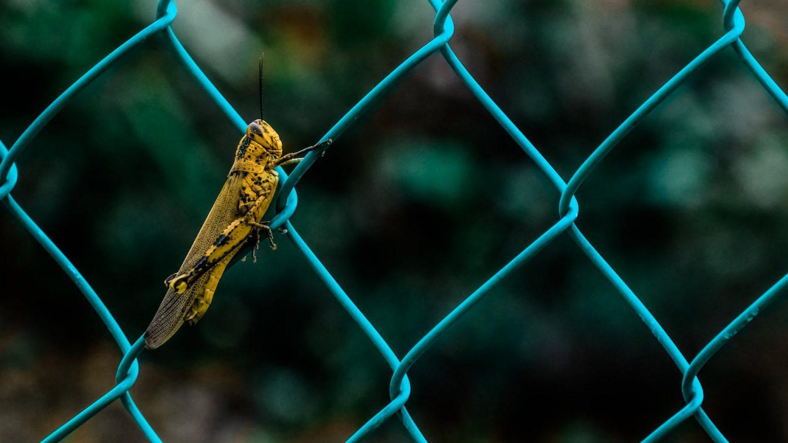 yellow cricket on chain link fence